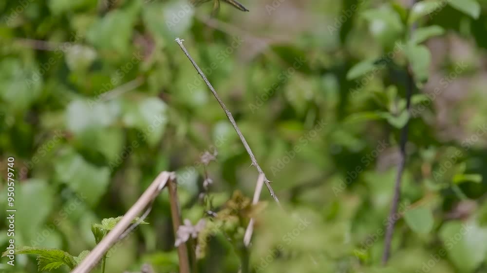 Female Common Darter Dragonfly in Slow Motion Female Common Darter Dragonfly in Slow Motion
