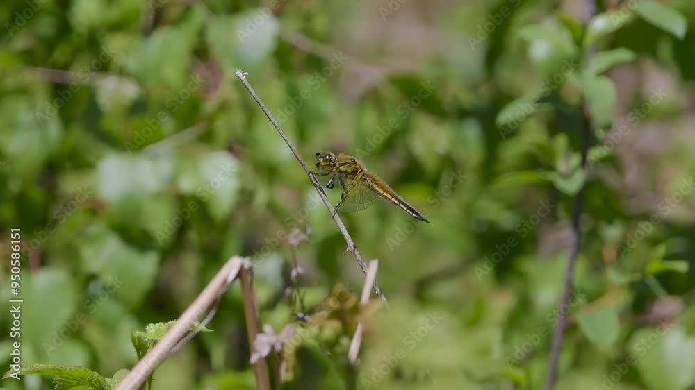 Female Common Darter Dragonfly in Slow Motion Female Common Darter Dragonfly in Slow Motion