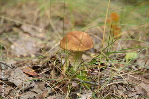 Mushrooms Boletus growing in forest. Autumn