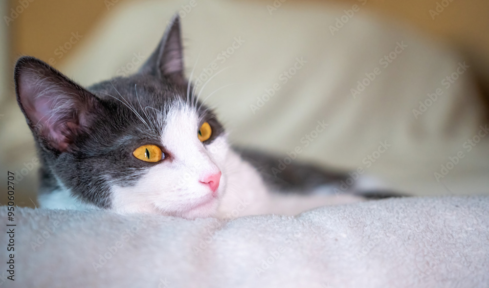 Cat, White, Bed - Gray and white cat with yellow eyes lies on a bed, looking to the right. Cat, White, Bed - Gray and white cat with yellow eyes lies on a bed, looking to the right.