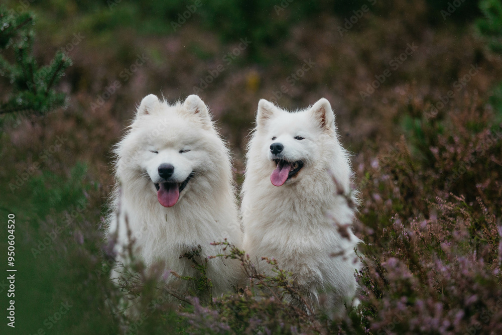 Samoyed dogs in the forest in summer Samoyed dogs in the forest in summer