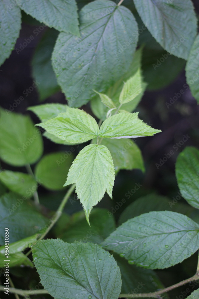 Raspberry plant leaves growing in the summer garden.