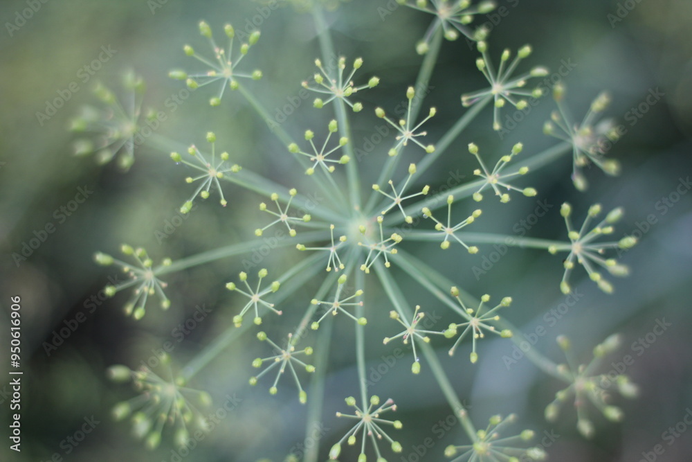 Dill plant growing in the garden.