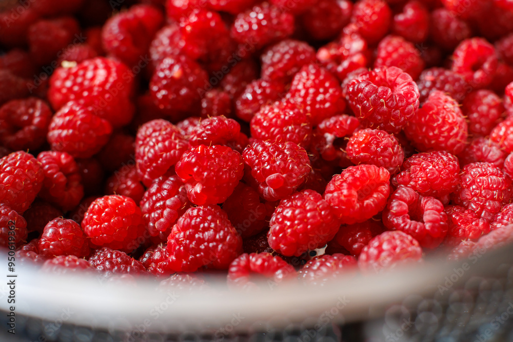 Freshly harvested ripe raspberries in a bowl during early summer Freshly harvested ripe raspberries in a bowl during early summer