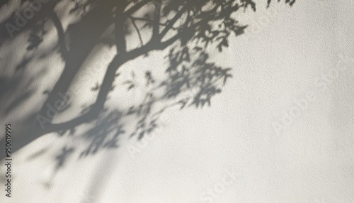 tree shadow on a white wall