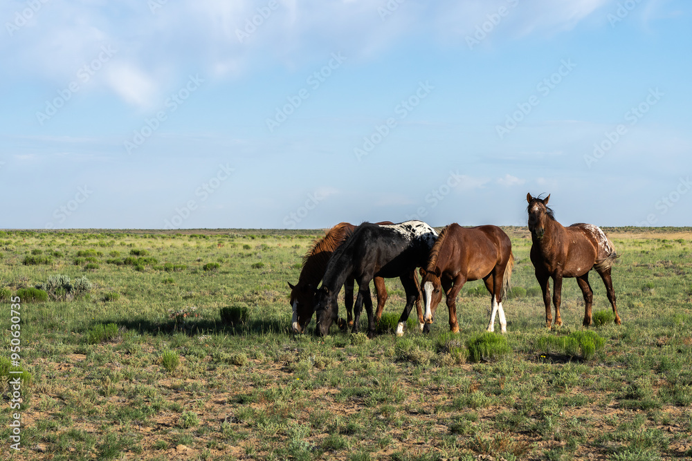 Grazing horses in a tranquil countryside field Grazing horses in a tranquil countryside field