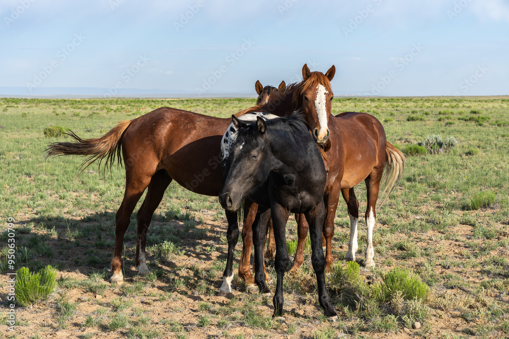 Peaceful horses grazing in expansive countryside Peaceful horses grazing in expansive countryside