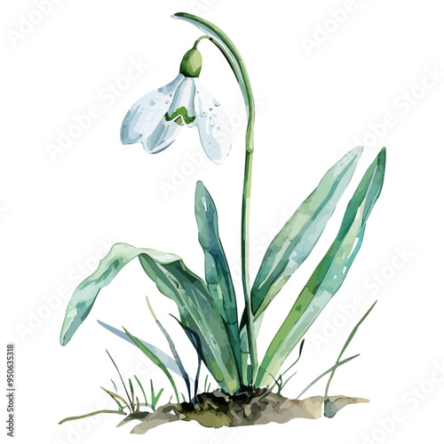 Watercolor vector of Snowdrop flower, isolated on a white background, and Snowdrop vector
