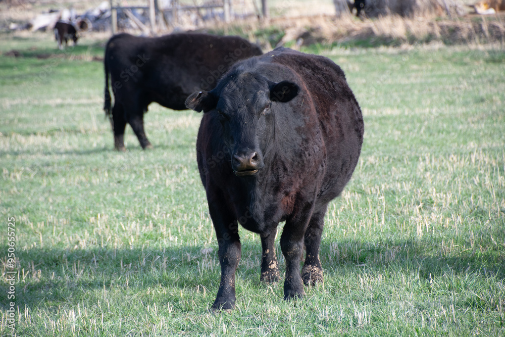 Fototapeta premium cow in a field colorado