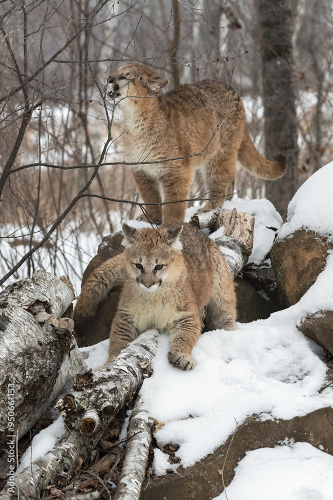 Two Female Cougars (Puma concolor) on Snow Covered Rocks Winter