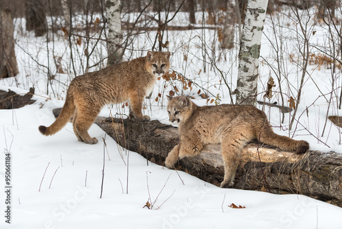 Obraz na płótnie Cougars (Puma concolor) Lounges on Log While Sister Stands By Winter w salonie