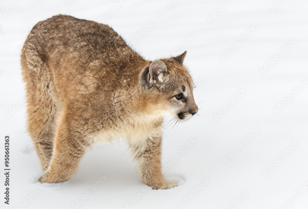 Cougar (Puma concolor) Steps To Right in Snow Winter