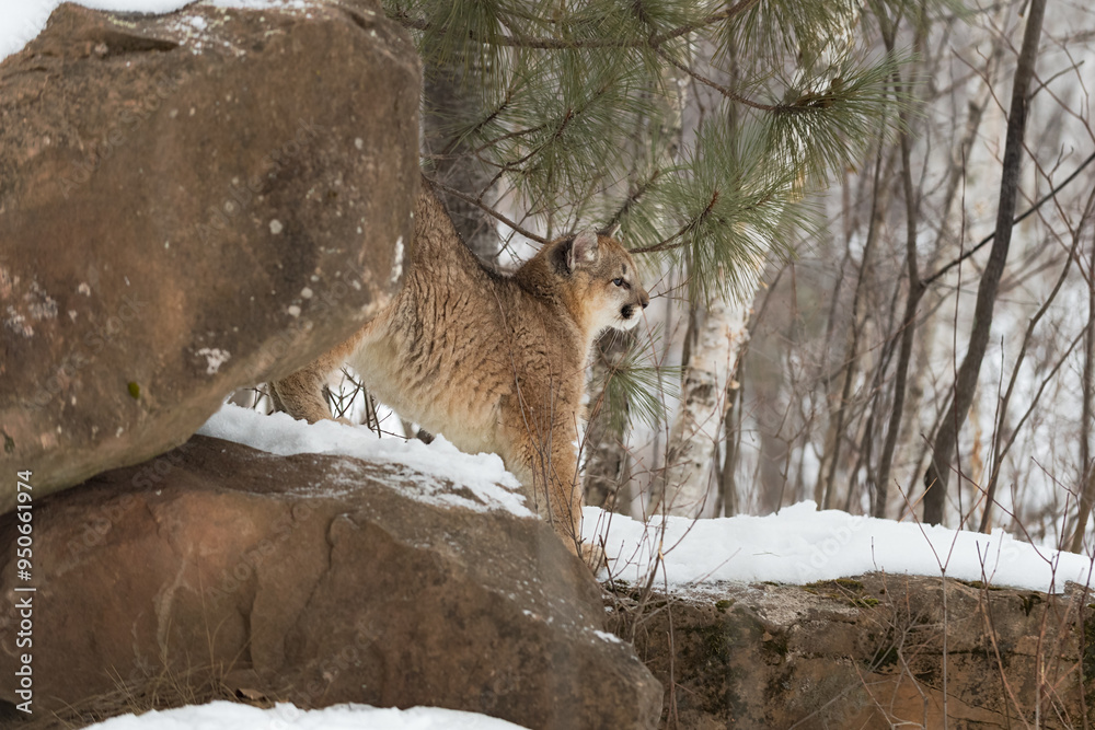 Cougar (Puma concolor) Stretches Out at Rock Den Winter