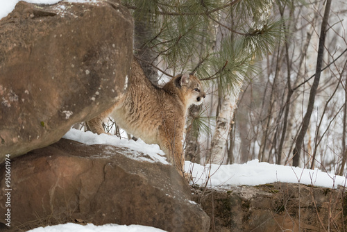 Obraz na płótnie Cougar (Puma concolor) Stretches Out at Rock Den Winter w salonie