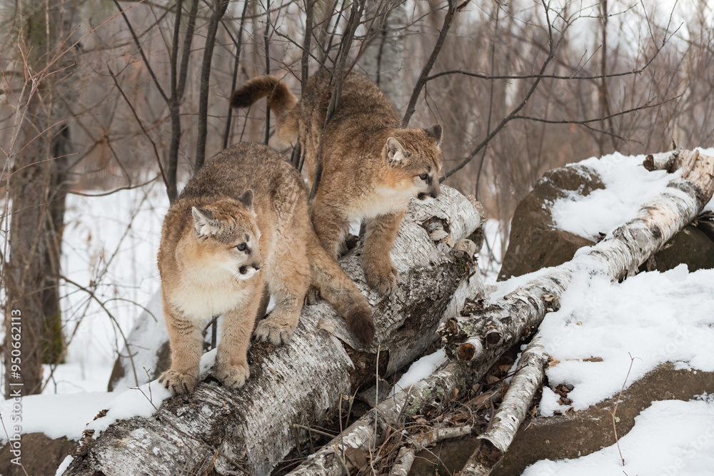 Two Cougars (Puma concolor) Stand Together on Birch Logs Looking Right Winter