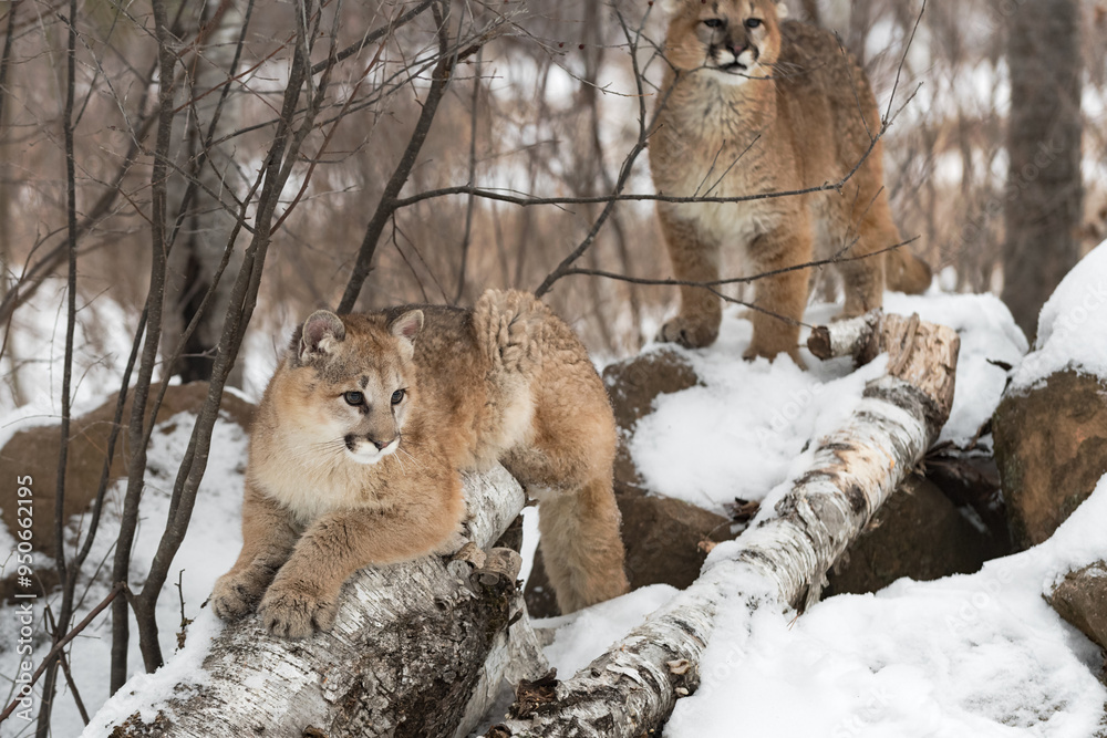 Female Cougar (Puma concolor) Lays on Birch Log with Sibling in Background Winter
