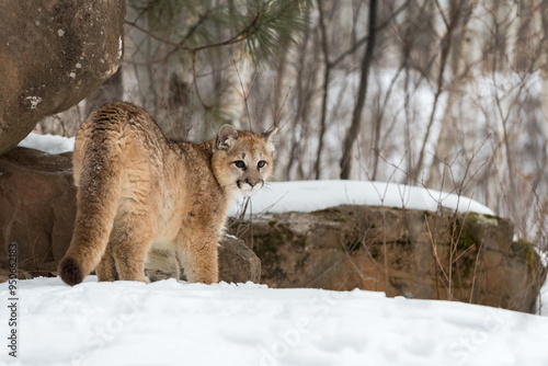 Cougar (Puma concolor) Walking Next to Rock Turns to Look Back Winter