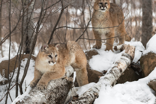 Female Cougar (Puma concolor) Lays on Birch Log with Sibling in Background Winter