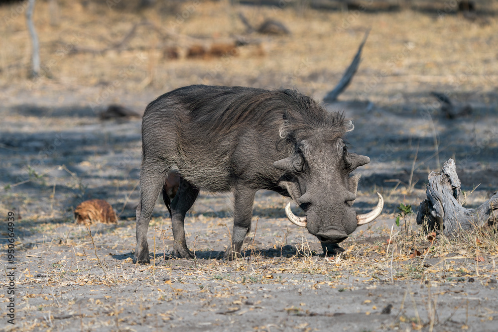 Solitary warthog seen on an African safari in Botswana Solitary warthog seen on an African safari in Botswana