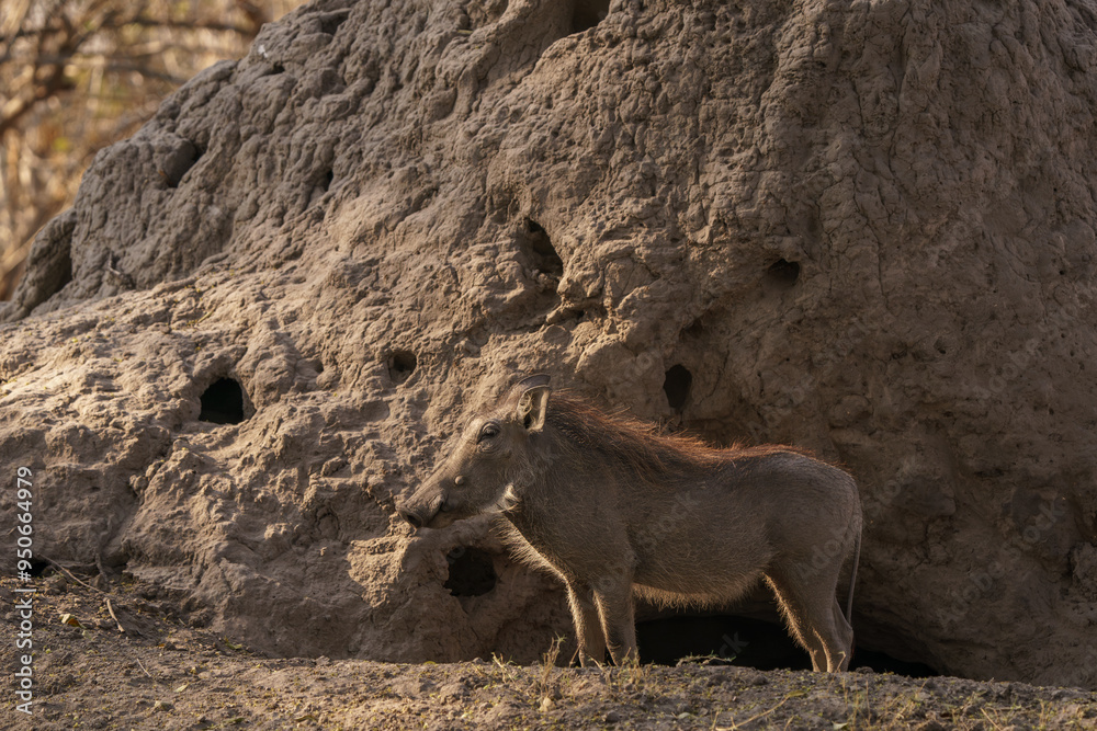 Solitary warthog seen on an African safari in Botswana Solitary warthog seen on an African safari in Botswana