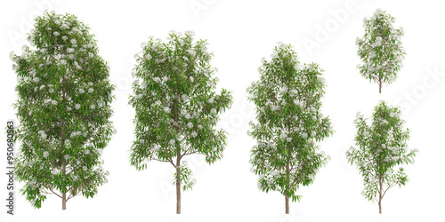 3d rendering of lemon myrtle plants on transparent background photo