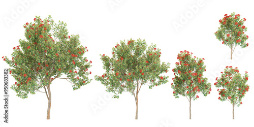 collection of Flowering gum isolated on white background photo