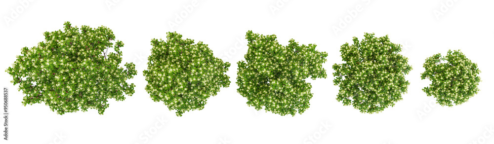 Pittosporum 'green pillar' Trees collection with realistic style from top view Pittosporum 'green pillar' Trees collection with realistic style from top view