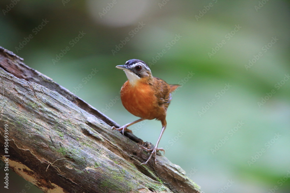Malayan Black-capped Babbler (Pellorneum nigrocapitatum) in Malay Peninsula. Malayan Black-capped Babbler (Pellorneum nigrocapitatum) in Malay Peninsula.