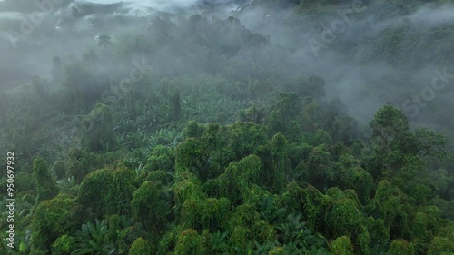 Aerial drone shot over primary Jungle tropical rain forest in Nan, Thailand. Aerial view, moving over a rainforest tree canopy in a slow pace beautiful green nature background of a tropical forest.	