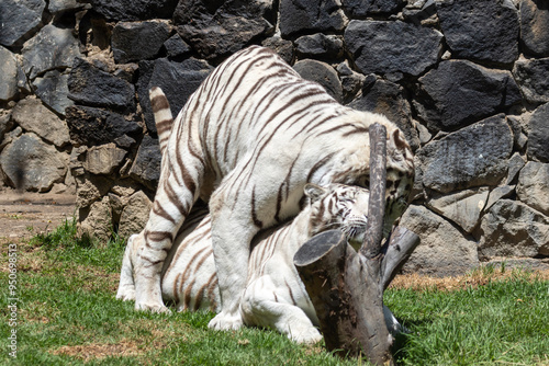 couple of tigers having sex