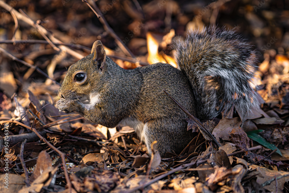 Fototapeta premium Squirrel Eating Seeds