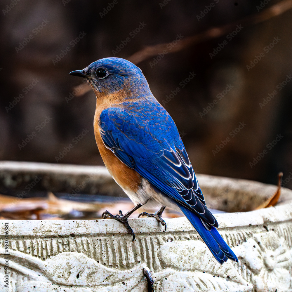 Naklejka premium Blue Bird on a Bath