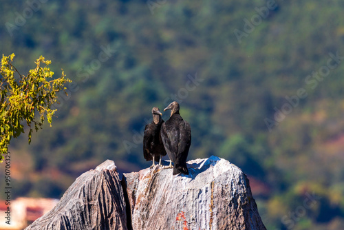 pair of vultures looking at each other on a rock