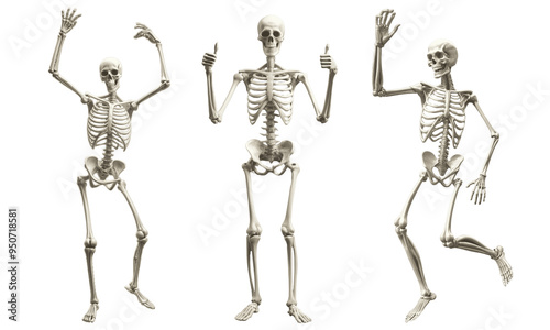 Set of human skeleton isolated on white background