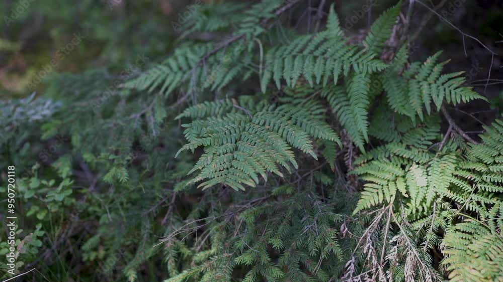Fern in the mountains, forest, leaves close-up. Natural background. Green fern leaves on windy summer day. Beauty, patterns in nature. High quality 4k footage Fern in the mountains, forest, leaves close-up. Natural background. Green fern leaves on windy summer day. Beauty, patterns in nature. High quality 4k footage