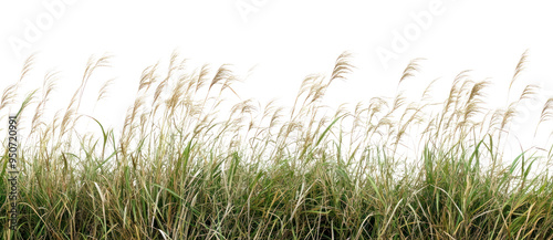 PNG Tall grass against white background photo