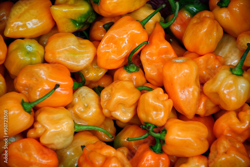 Chiles-Habanero-Peppers photo