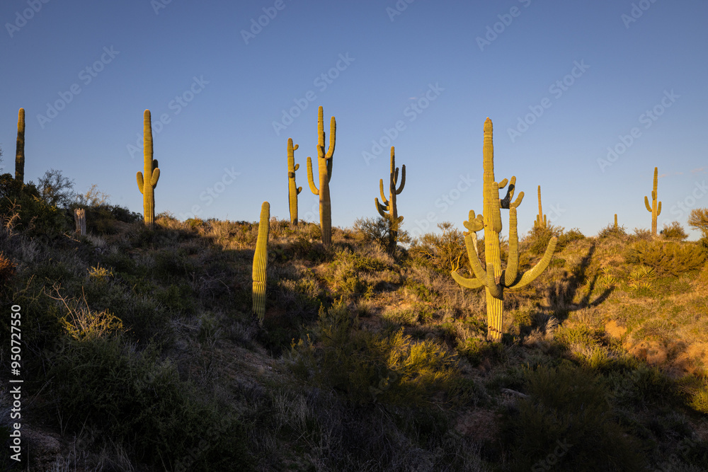 Saguaro cacti in the Sonoran Desert north of Phoenix, Arizona in evening light. Saguaro cacti in the Sonoran Desert north of Phoenix, Arizona in evening light.