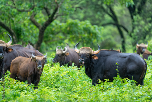 Photography A wild herd of Indian gaur grazing next to a forest during monsoon months at Man