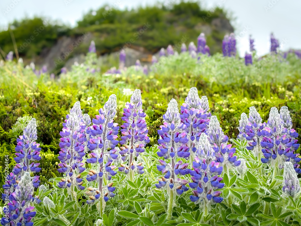 Obraz premium lupine in alaska
