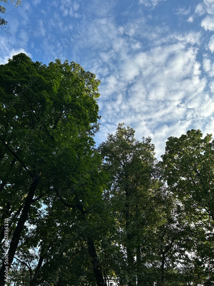 vertical photo with view of white clouds in blue sky against green crowns of maple trees in last summer days of August before beginning of autumn vertical photo with view of white clouds in blue sky against green crowns of maple trees in last summer days of August before beginning of autumn