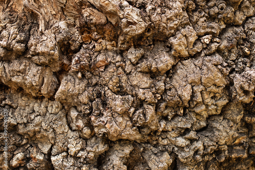 Textured wood surface of the tree, textured wood background Textured wood surface of the tree, textured wood background