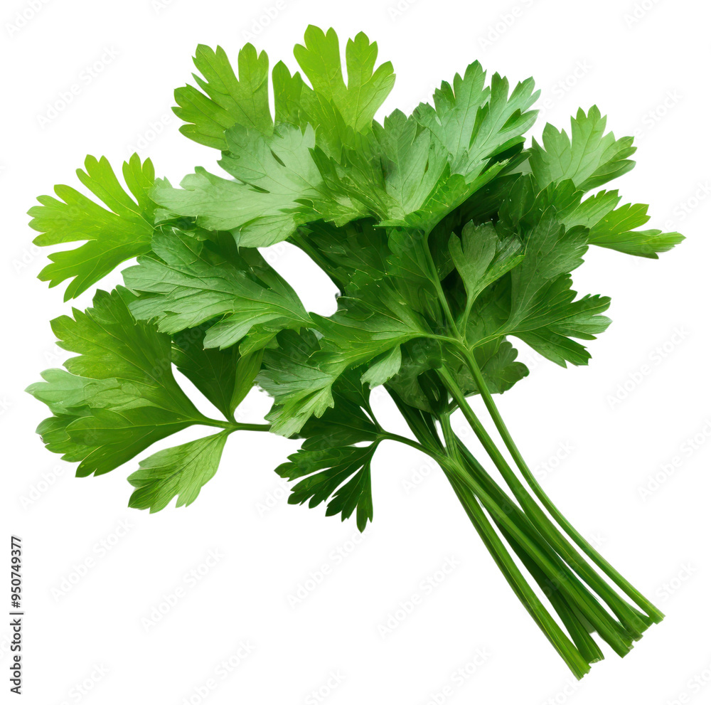 PNG Fresh parsley on white background PNG Fresh parsley on white background