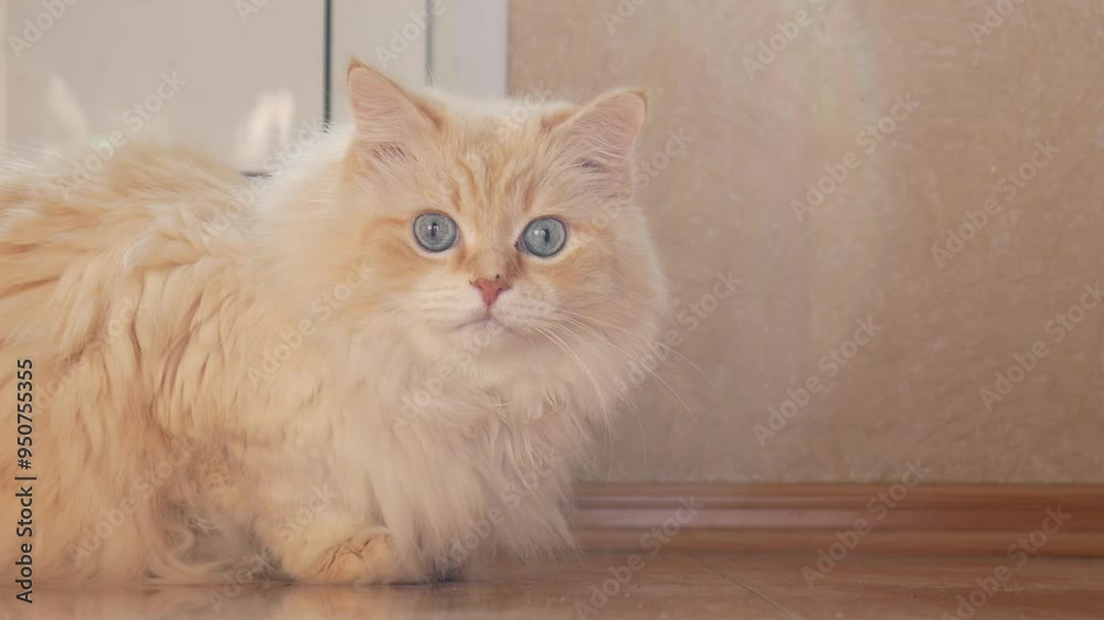 A beautiful white cat sitting on the floor and looking away A beautiful white cat sitting on the floor and looking away