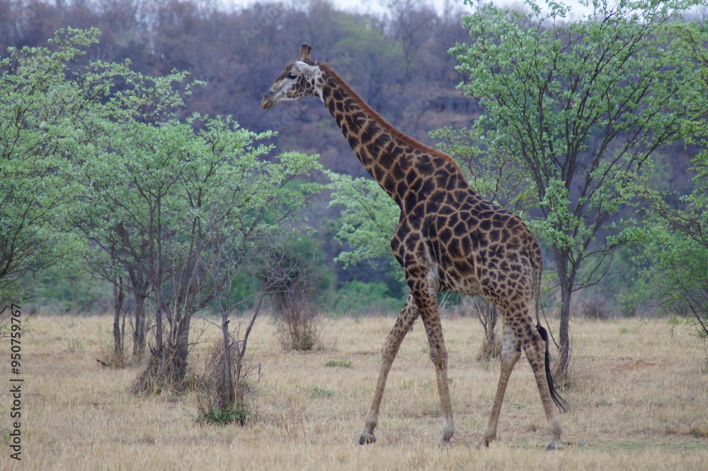 Obraz premium Walking giraffe