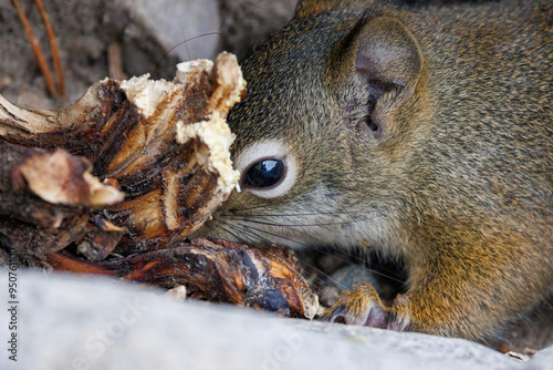 Close up of an American Red Squirrel (Tamiasciurus hudsonicus) searching for food on the ground during summer photo