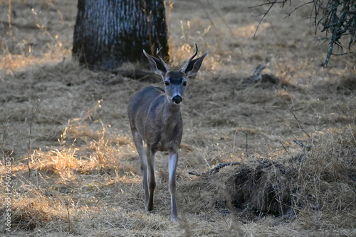 Plakat deer in the wild