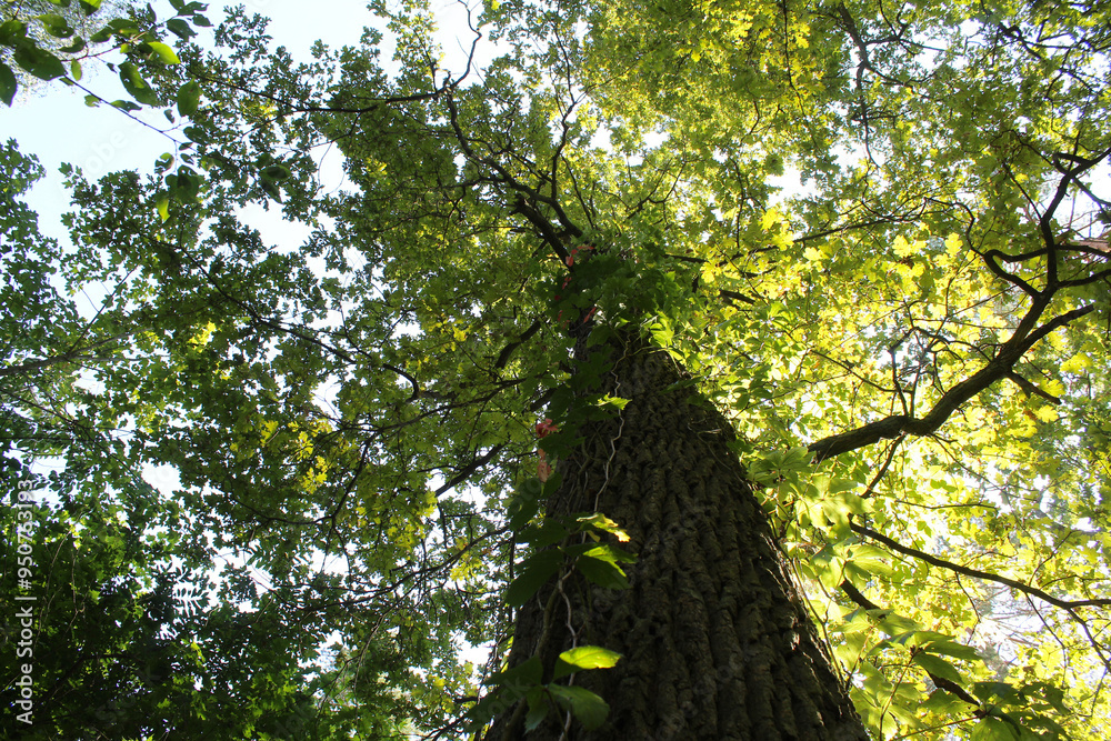 Fototapeta premium tree in the forest, forest trees in nature