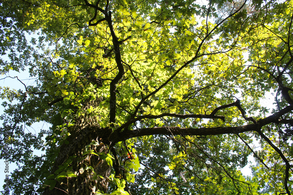 leaves in the sun, branches with green leaves on the background of the blue sky leaves in the sun, branches with green leaves on the background of the blue sky