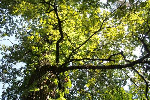 leaves in the sun, branches with green leaves on the background of the blue sky